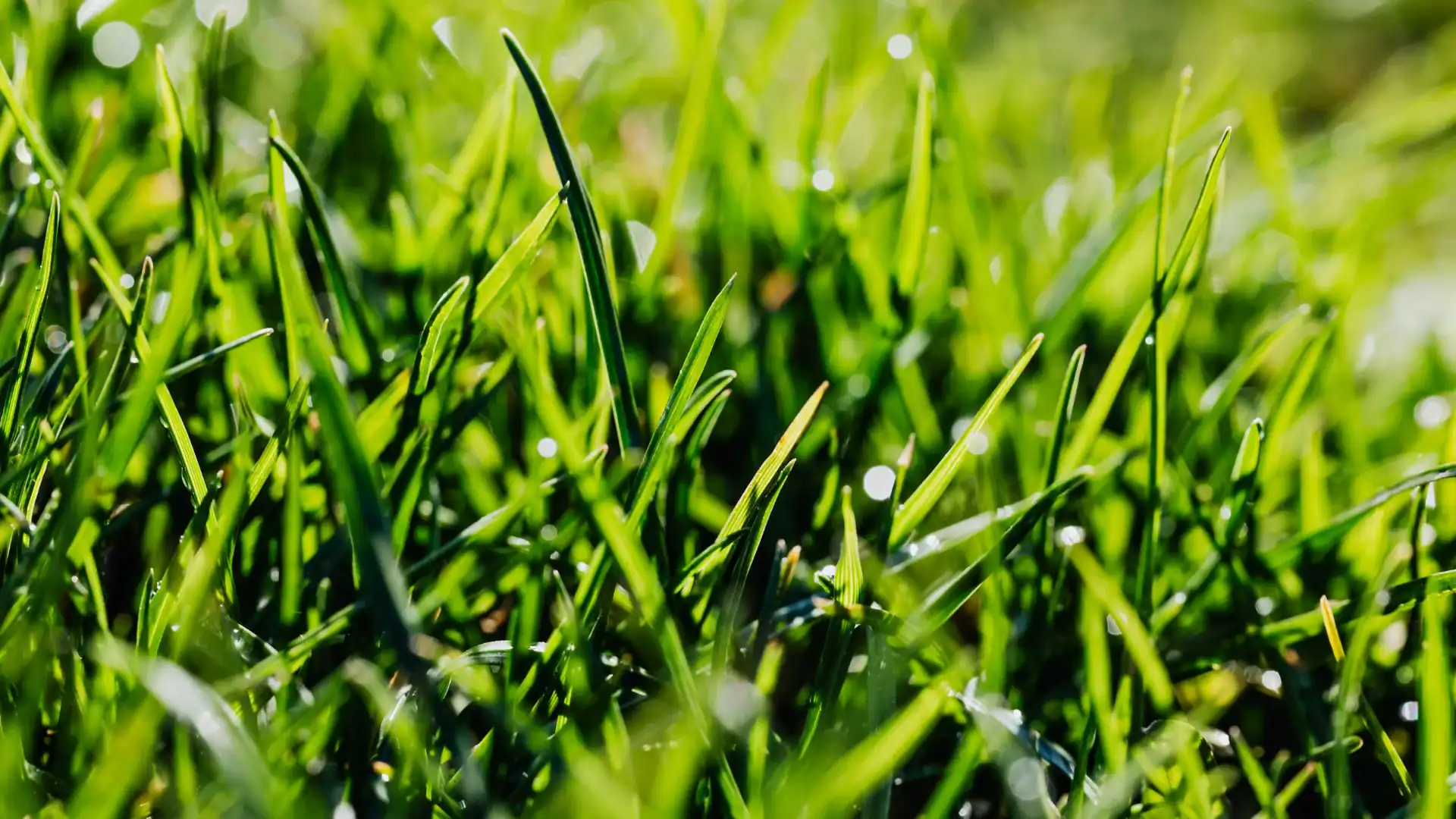 Close-up view of vibrant green grass blades with sunlight shining on them in NY, creating bright highlights and soft bokeh—perfect inspiration for any Excavation Contractor Suffolk County landscaping project.